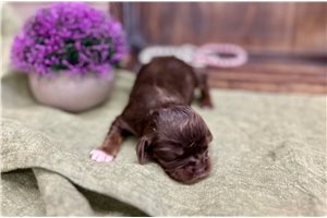 Brownie - puppy for sale