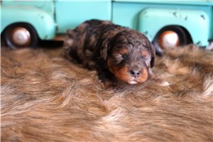 Boone - Cavapoo for sale
