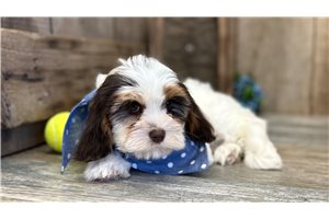 Brantley - Cavapoo for sale