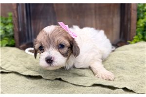 Opal - puppy for sale