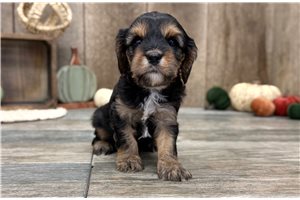 Kyler - Cavapoo for sale