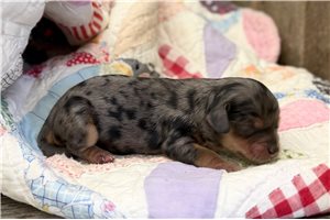 Chance - puppy for sale