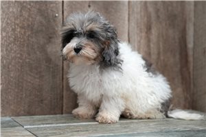 Cailey - Cavapoo for sale