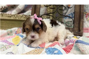 Charity - Cavapoo for sale