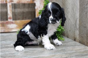 Millie - puppy for sale