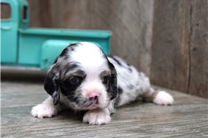 Milton - puppy for sale
