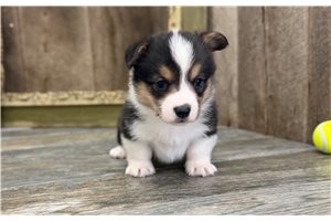 Sawyer - Corgi, American for sale