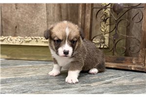 Stetson - Corgi, American for sale