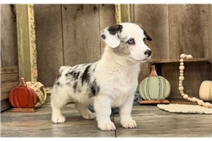 Sebastian - Corgi, American for sale