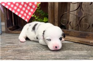 Samuel - Corgi, American for sale