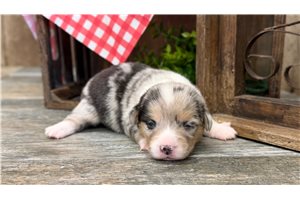 Samantha - Corgi, American for sale