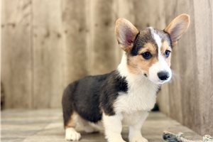 Sawyer - American Corgi for sale