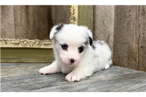 Samuel - Corgi, American for sale