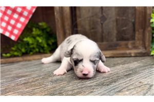 Sebastian - Corgi, American for sale