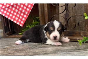 Sawyer - Corgi, American for sale
