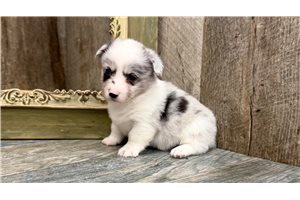 Sebastian - Corgi, American for sale