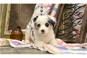 Sebastian - Corgi, American for sale