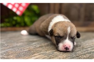 Stetson - Corgi, American for sale