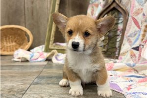 Stetson - Corgi, American for sale