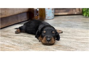 Gavin - Mini Dachshund for sale