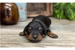 Giovanni - puppy for sale