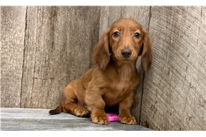 Gwyneth - Mini Dachshund for sale