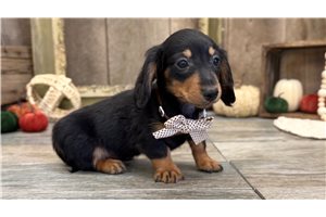Giovanni - Dachshund, Mini for sale