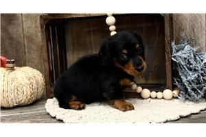 Gavin - Dachshund, Mini for sale