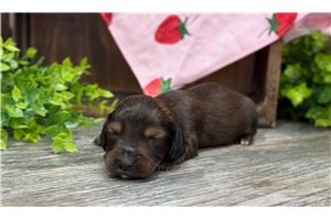 Gwyneth - puppy for sale