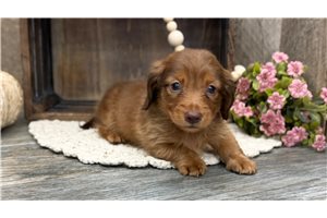 Gwyneth - Dachshund, Mini for sale
