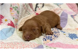 Allison - puppy for sale