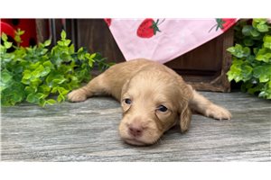 Avan - Dachshund, Mini for sale