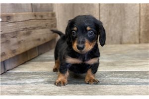 Giovanni - Dachshund, Mini for sale