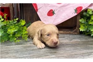 Aspen - Dachshund, Mini for sale
