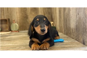 Gavin - puppy for sale