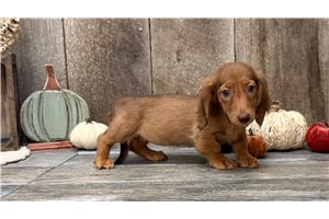 Gwyneth - Dachshund, Mini for sale
