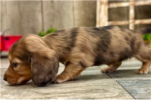 Pixie - puppy for sale