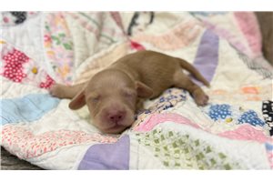 Aspen - Dachshund, Mini for sale