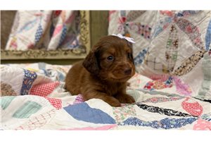 Georgette - Dachshund, Mini for sale
