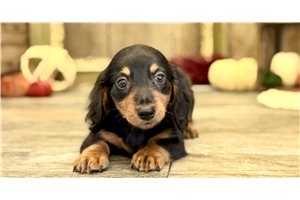 Gavin - Dachshund, Mini for sale