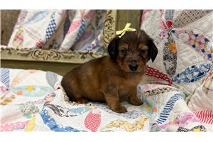 Gail - Dachshund, Mini for sale