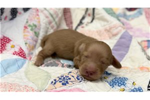 Avan - Dachshund, Mini for sale