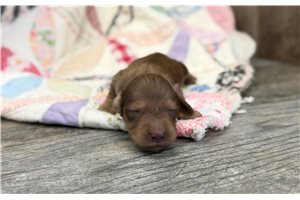 Ashley - puppy for sale