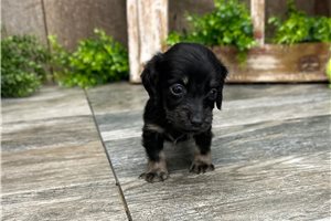 John Boy - Dachshund, Mini for sale