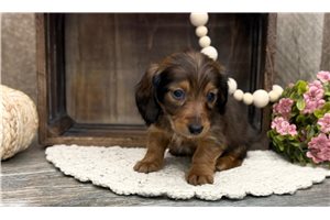 Georgette - Dachshund, Mini for sale