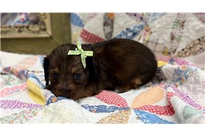 Gwyneth - Dachshund, Mini for sale