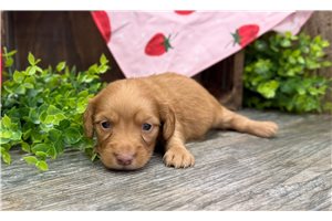 Allison - Mini Dachshund for sale
