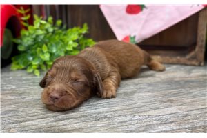Georgette - puppy for sale