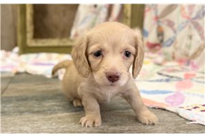 Aspen - Dachshund, Mini for sale