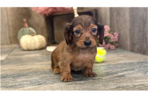 Gail - Dachshund, Mini for sale